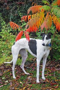 Lena - white & black Greyhound